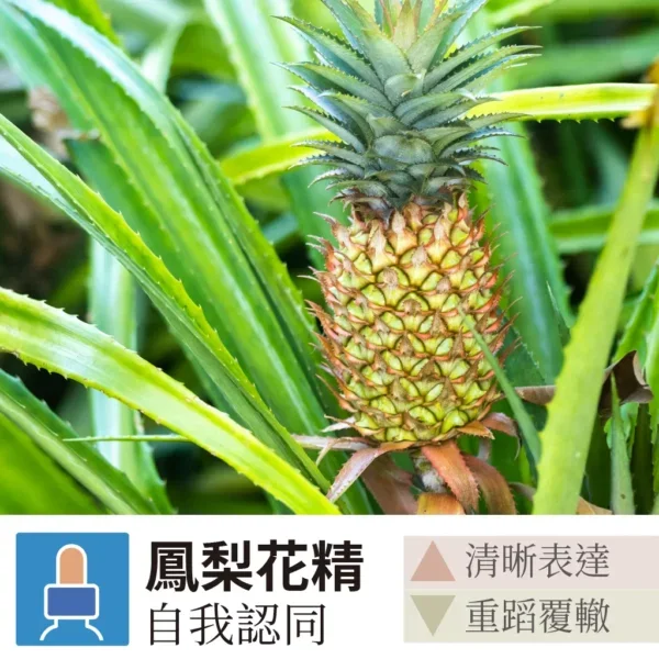 Sin Web Pineapple 1